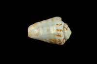 藏品(紅嬌鳳凰螺)的圖片